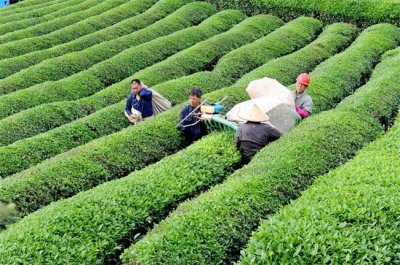 ​谷雨茶在什么时候去采摘 会更好