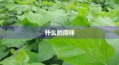 ​什么的同伴(什么的同伴二个字)