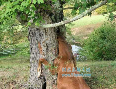 ​食人树果然存留吗?食人树是怎么样吃人?揭启食人树吃人之谜