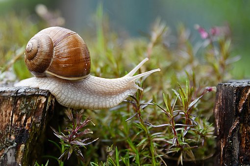 snail-4729777__340.jpg