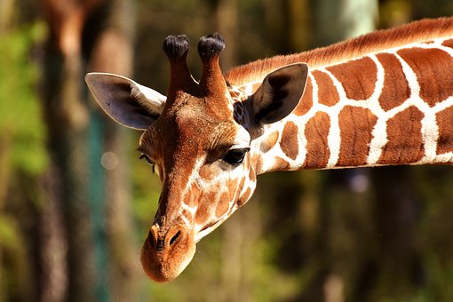 giraffe-2222908__340.jpg