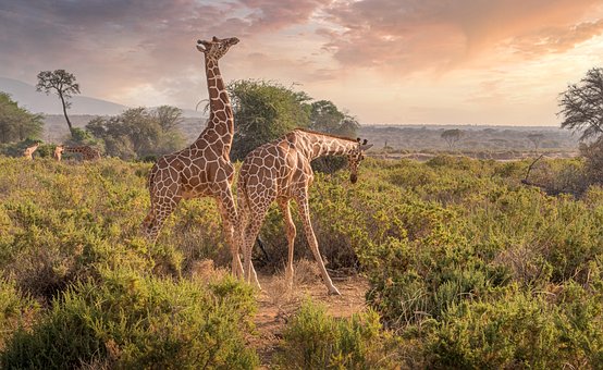 giraffes-7238815__340.jpg