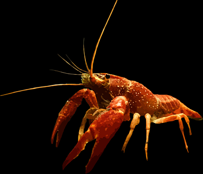 crayfish-2876127__340.png