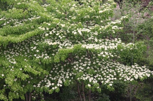 山茱萸是什么科植物（科普山茱萸科植物探秘）(14)