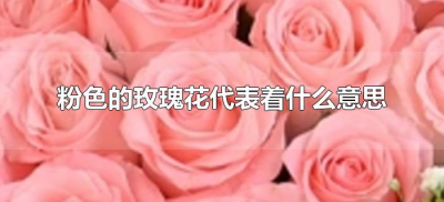 ​粉色的玫瑰花代表着什么意思（粉色玫瑰花什么含义）