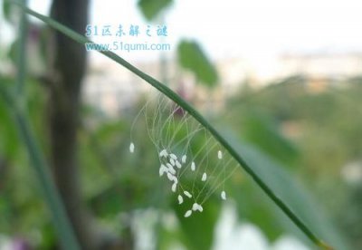 ​优昙婆罗花长什么样?优昙婆罗花果然存留吗?