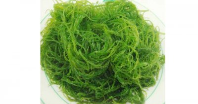 ​龙须菜是什么野菜（龙须菜是夏天重要的蔬菜之一）