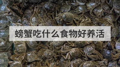 ​螃蟹吃什么食物（小螃蟹吃什么东西能养活）