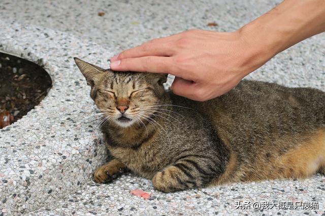 猫咪为什么会突然流口水（你需要注意以下情况）(3)