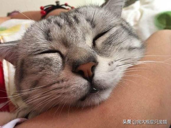 猫咪为什么会突然流口水（你需要注意以下情况）(2)