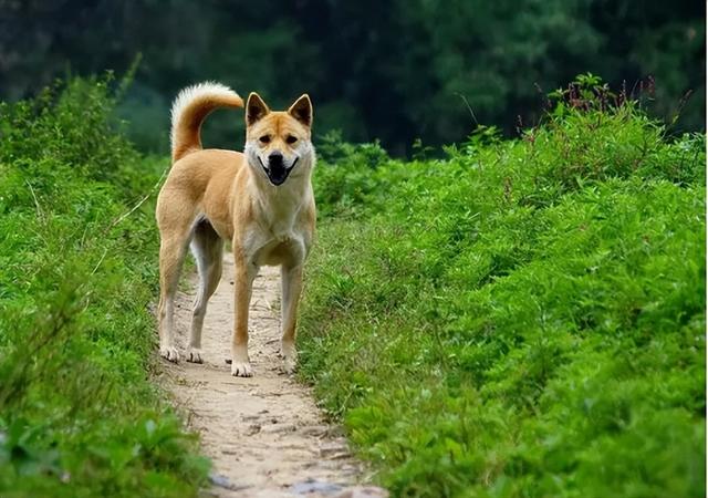 狗睡觉一直叫个不停是为什么（狗在晚上常朝着一个方向叫个不停）(1)