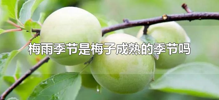 梅雨季节是梅子成熟的季节吗