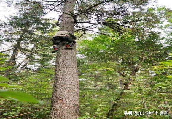 云南野生松子和普通松子区别（为什么松子这么贵）(3)