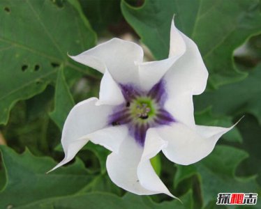 ​冥界四花分离是哪四花？神奇地狱之花有什么魔力