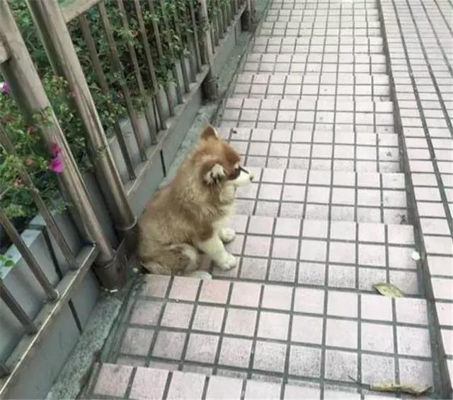 捡到大一点的流浪狗有什么危害（姑娘路边捡到一只流浪狗）(3)