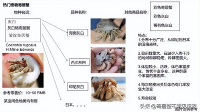 ​寄居蟹正确饲养方法（饲养陆寄居蟹都会遇到哪些问题）