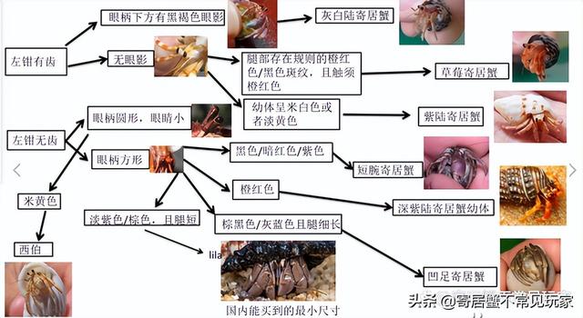 寄居蟹正确饲养方法（饲养陆寄居蟹都会遇到哪些问题）(11)