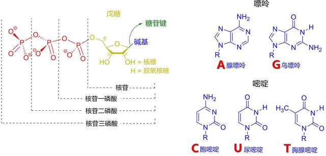 明星基因遗传特点（明星时常爆出绯闻）(3)