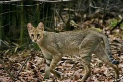 ​野猫的天敌是什么?森林猫逼野猫喝水清肠胃_将其杀死