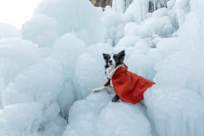 ​狗狗感冒的症状和治疗方法（养宠100问狗狗感冒症状）