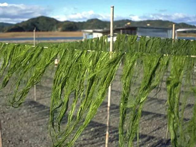 海苔主要是由哪种海藻制作的（关于海苔主要是由哪种海藻制作的问题）