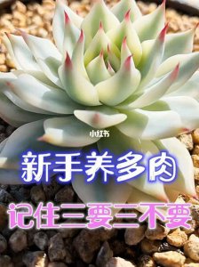 ​多肉植物的养护方法（新手怎么养好多肉植物）