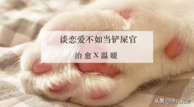 ​萌猫猫养成攻略（谈恋爱不如养猫）