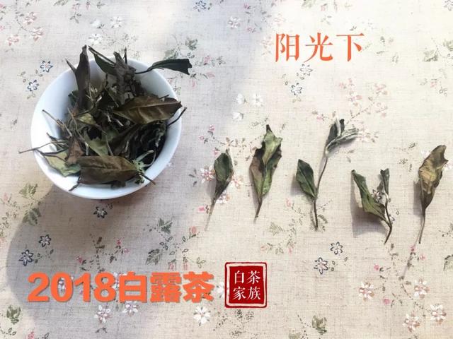 教你如何辨别白茶（如何辨别白茶好坏）(7)