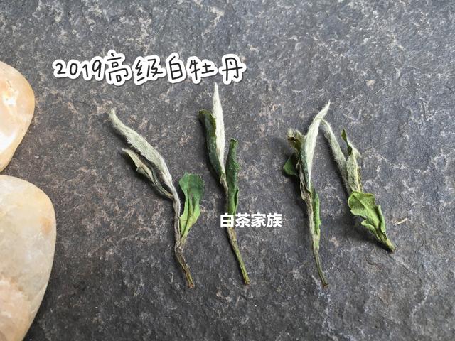 教你如何辨别白茶（如何辨别白茶好坏）(10)