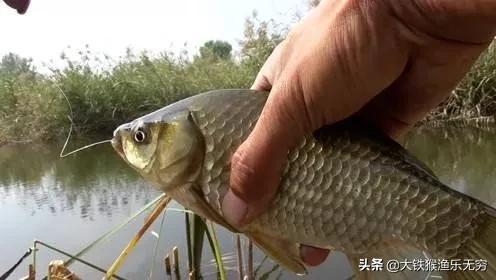 好用的饵料配方大全（这五款经典饵料配方）(6)