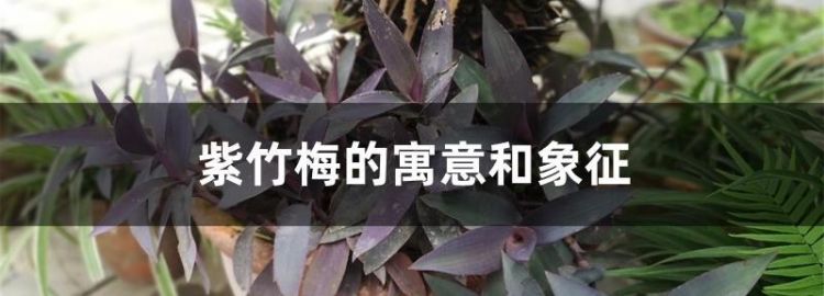 紫竹的花语是什么意思