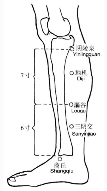 小腿及脚上的穴位分解图