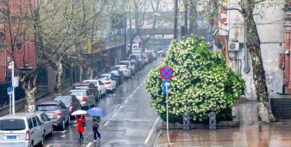 石楠花为什么污,石楠花的味道是什么梗图5