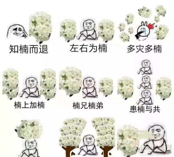 石楠花为什么污,石楠花的味道是什么梗图4