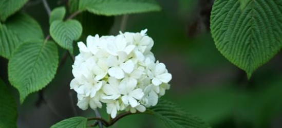 石楠花为什么叫最污花,石楠花为什么叫最污花图2