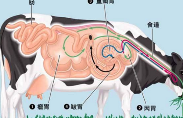 牛有多少个胃分别有什么功能,牛有几个胃分别是什么功能图4