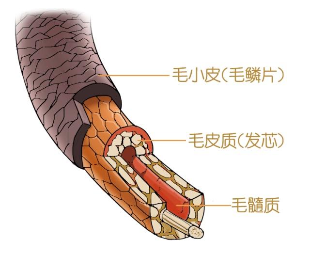 护发素与发膜的区别（护发素和发膜）(4)