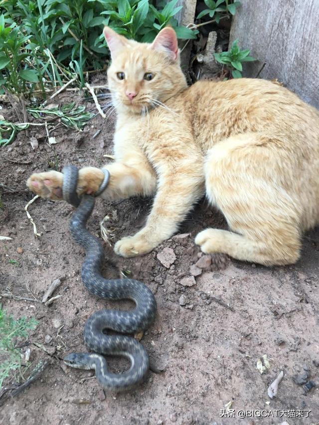 猫对蛇有多可怕（猫科动物真的不怕蛇）(3)