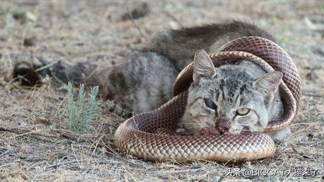 猫对蛇有多可怕（猫科动物真的不怕蛇）(7)