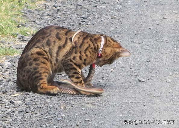 猫对蛇有多可怕（猫科动物真的不怕蛇）(2)