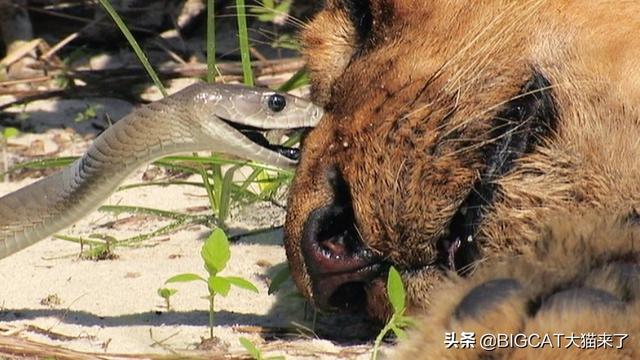 猫对蛇有多可怕（猫科动物真的不怕蛇）(8)