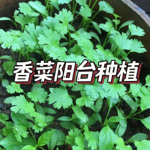 ​香菜种植方法（怎么种植香菜）