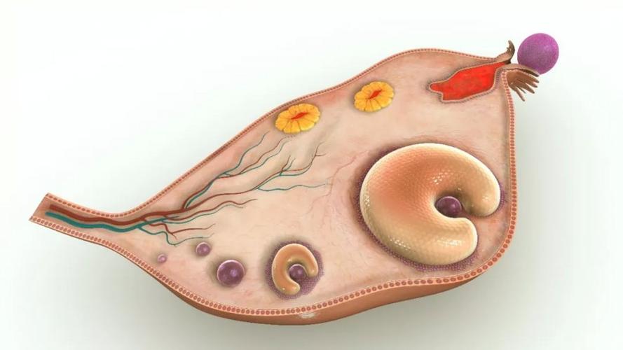 卵泡多大才算成熟排卵了（卵泡长到多大会排卵）