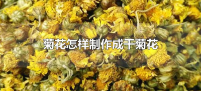 ​菊花怎样制作成干菊花（新鲜菊花怎么制作成干菊花）