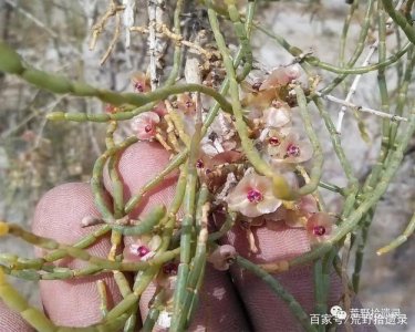 ​哪种植物会寄生在梭梭根部（肉苁蓉相关介绍）