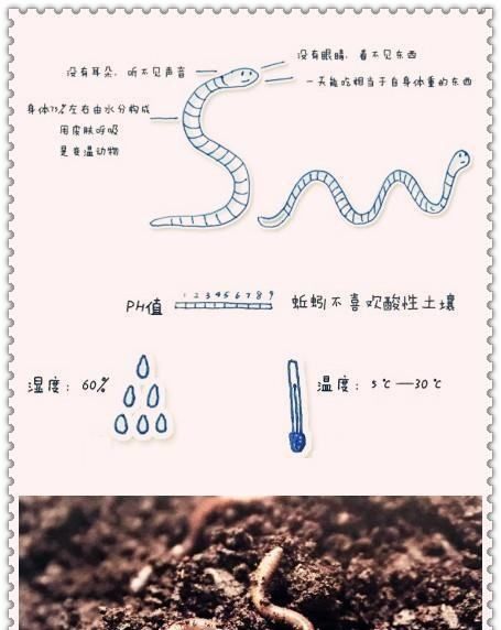 蚯蚓吃什么东西作为食物,蚯蚓要吃什么食物图1