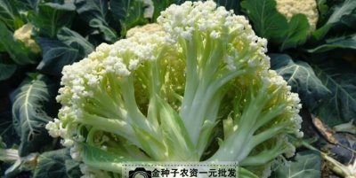 ​花菜是什么菜,菜花是什么病