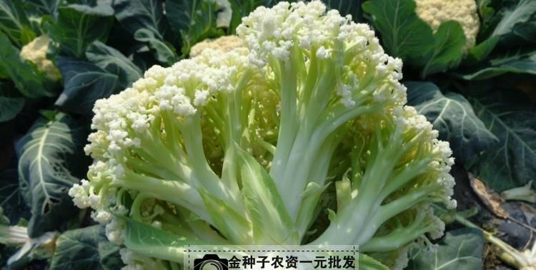 菜花是什么病