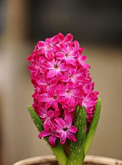 风信子有毒吗，风信子的花瓣可以泡花茶吗,做香薰包呢,花瓣有毒吗？图9