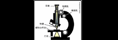 ​显微镜是谁发明的，显微镜是谁创造的？